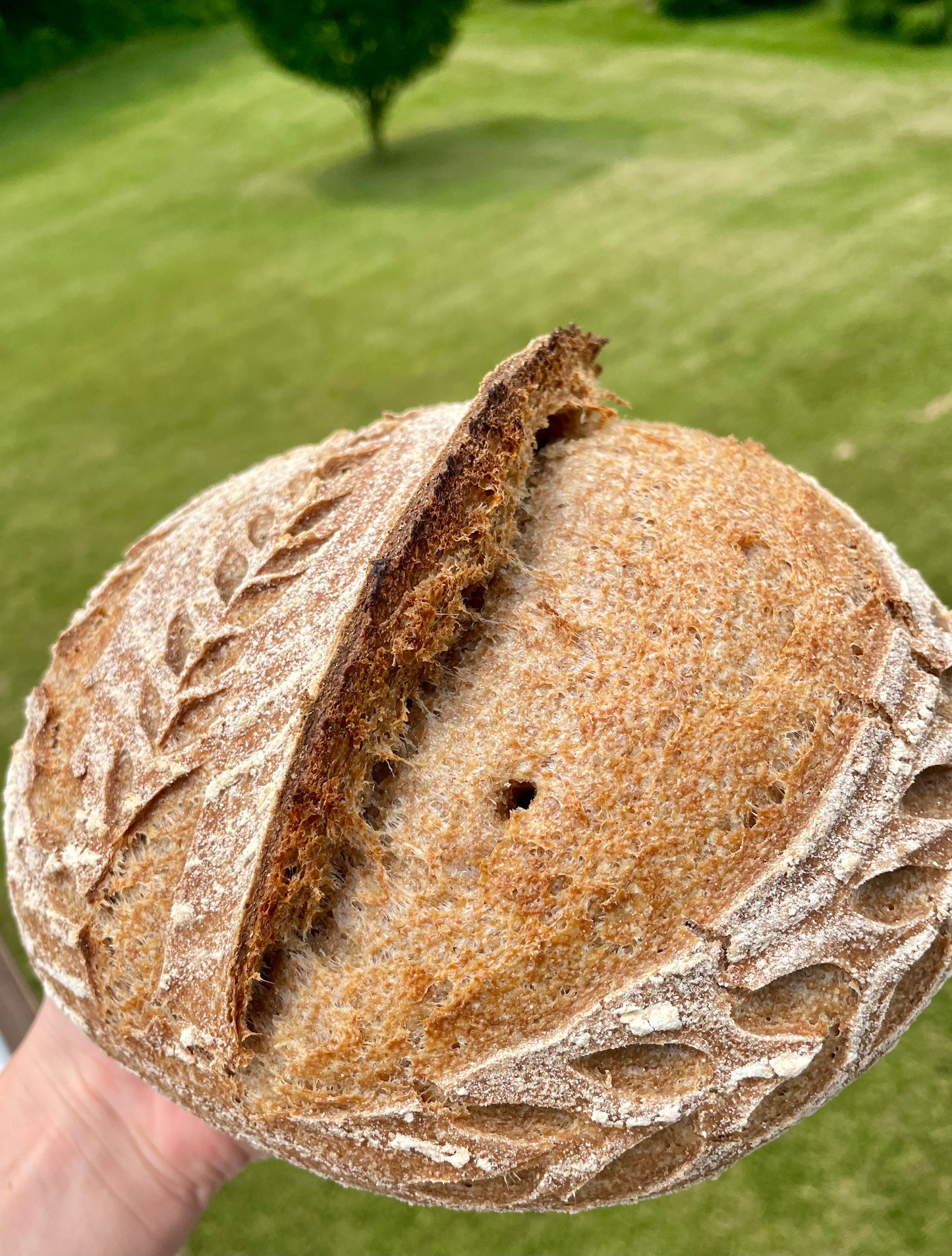 Classic Sourdough Loaf